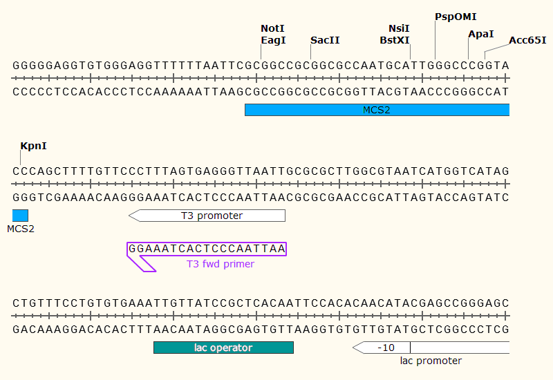 pCS2+8CeGFP 多克隆位点2 点击看大图 pCS2+8CeGFP 多克隆位点2